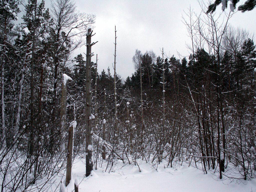 Basskiarre