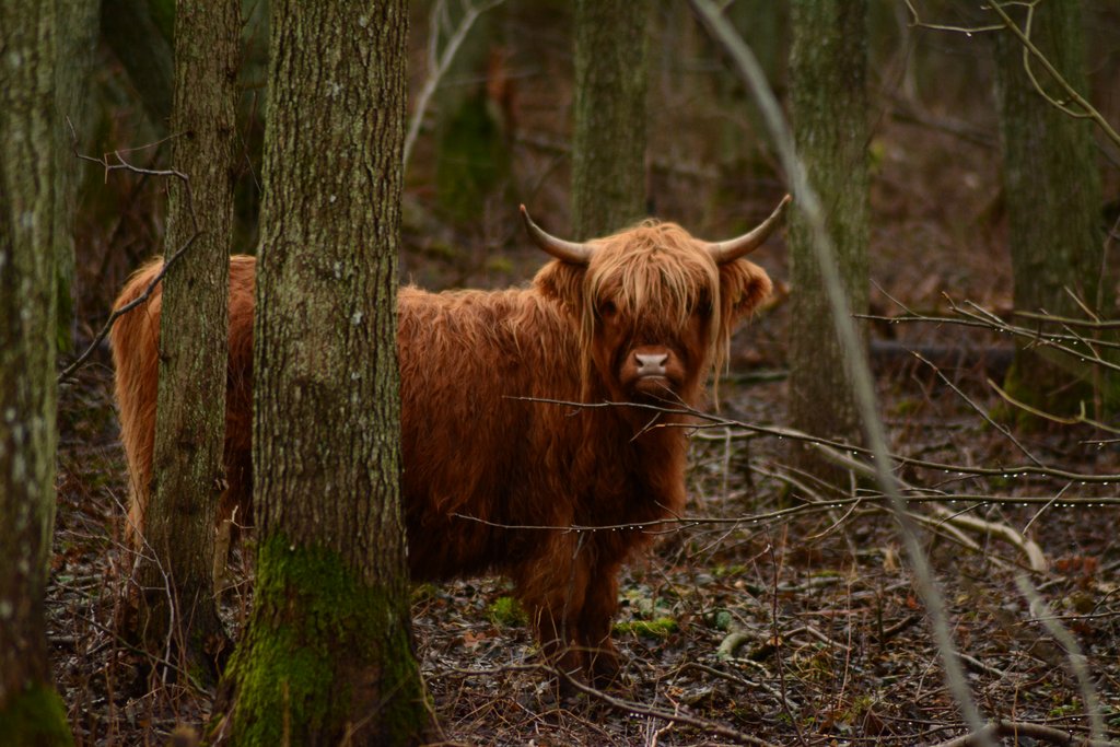 Šoti mägiveis karjaaias