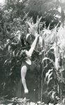  Linda Aus maisipõllul, 1962