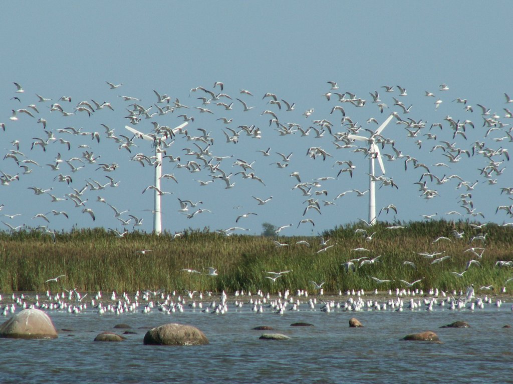 Linnud ja tuulikud, august 2008